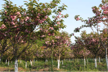 256155554722316.jpg 1555547468(1)_副本.jpg